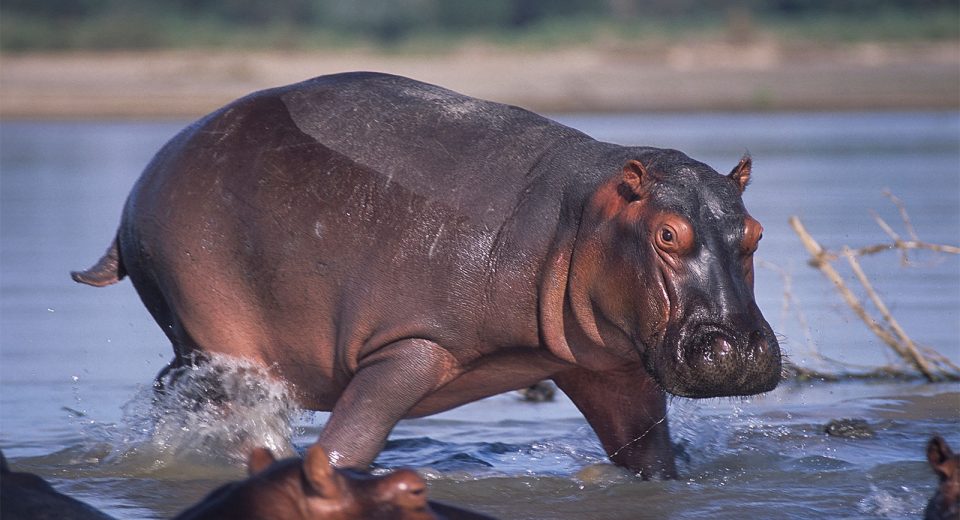 hippos