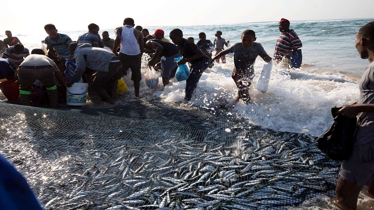 Sardine Run