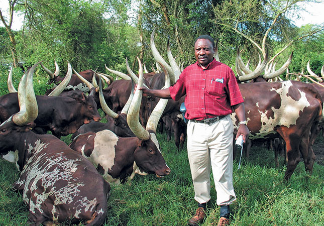 Ankole cattle